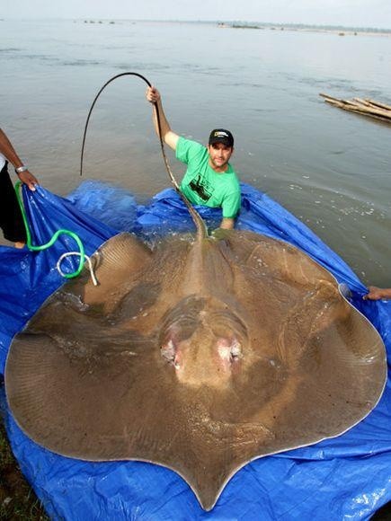 Photo:  giant stingray in Cambodia's Mekong River, the largest freshwater species on Earth, more than 4 meters long